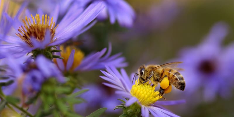 Bee Control 101: Keeping People and Bees in Harmony