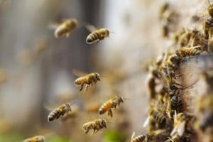 Protecting Pollinators: How to Ensure a Successful Bee Relocation