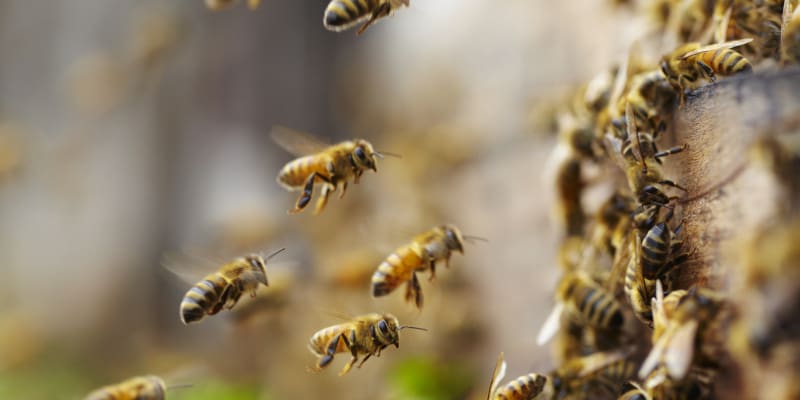 Why You Should Consider Bee Relocation