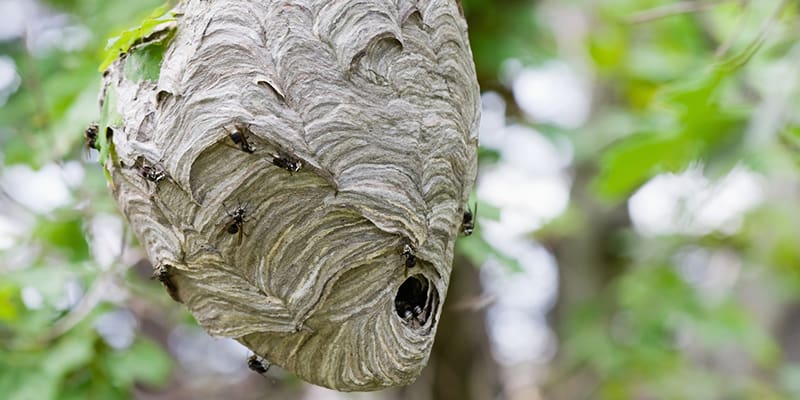 When to Call the Professionals for Your Hornet Nest Removal