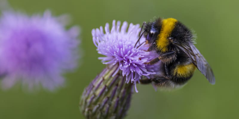 Simple Tips for Non-Lethal Bee Control