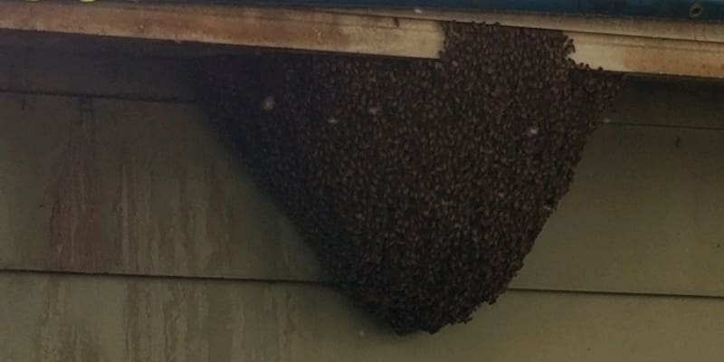 Bee Relocation in St. Petersburg, Florida