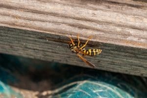 Signs You Need Yellow Jacket Extermination