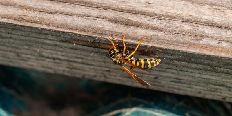 Signs You Need Yellow Jacket Extermination