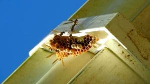 What Not to Do When You Have a Bee Problem