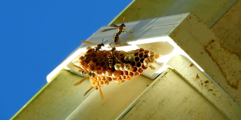 What Not to Do When You Have a Bee Problem