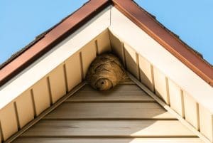 What to Know About Wasp Nest Removal