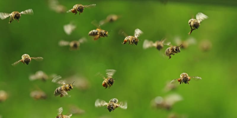 FAQs About Bee Swarm Relocation