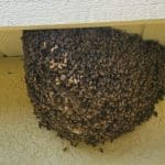 Bee Swarm Relocation