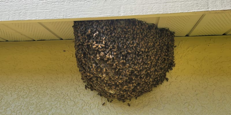 Bee removal Clearwater Bee Swarm Relocation in Clearwater, Florida