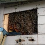 Bee Swarm Removal