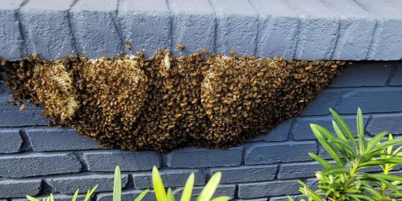 Bee removal Clearwater Bee Swarm Services in Clearwater, Florida