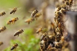 The Role of Smoke in Beehive Removal