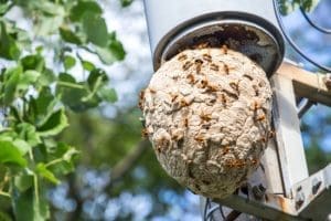 Hornet Nest Removal: What to Remember