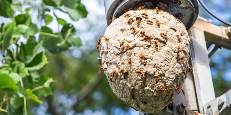 Hornet Nest Removal: What to Remember