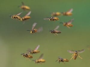 Prevention Is the Best Wasp Control Strategy