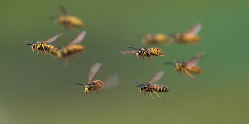 Prevention Is the Best Wasp Control Strategy