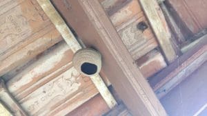 Why You Need a Professional for Stinging Insect Extermination Services