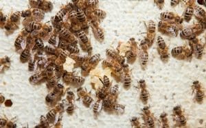 Why Bee Relocation Is Ideal