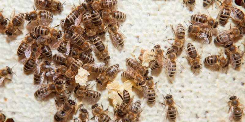 Why Bee Relocation Is Ideal