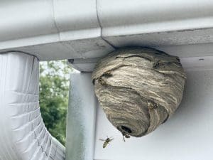 Debunking Common Myths About DIY Wasp Nest Removal