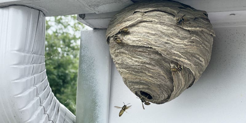 Debunking Common Myths About DIY Wasp Nest Removal