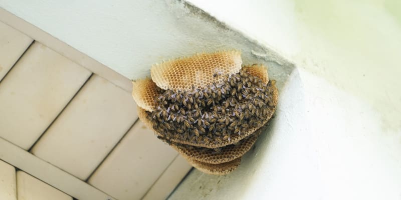 3 Reasons Not to Ignore a Bee Problem