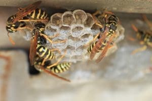 Follow These Safety Tips When You Need Wasp Removal