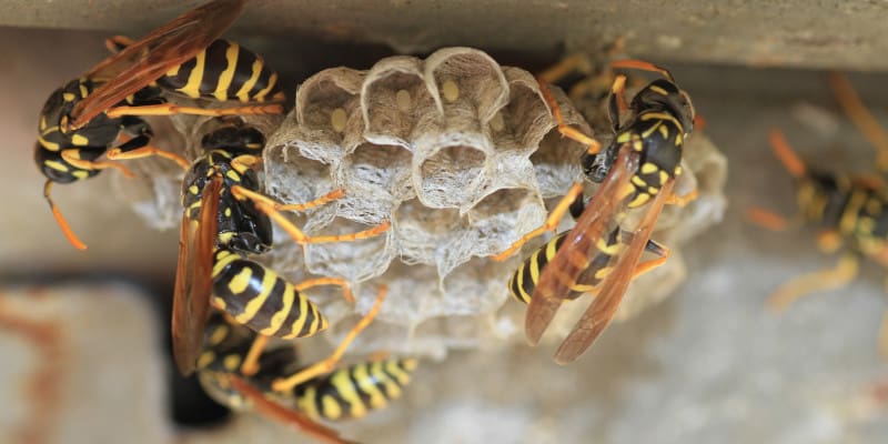 Follow These Safety Tips When You Need Wasp Removal