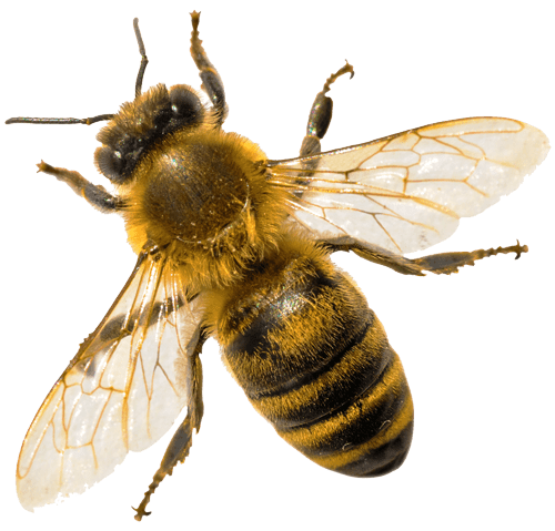 Why Choose BeeMan Stan?